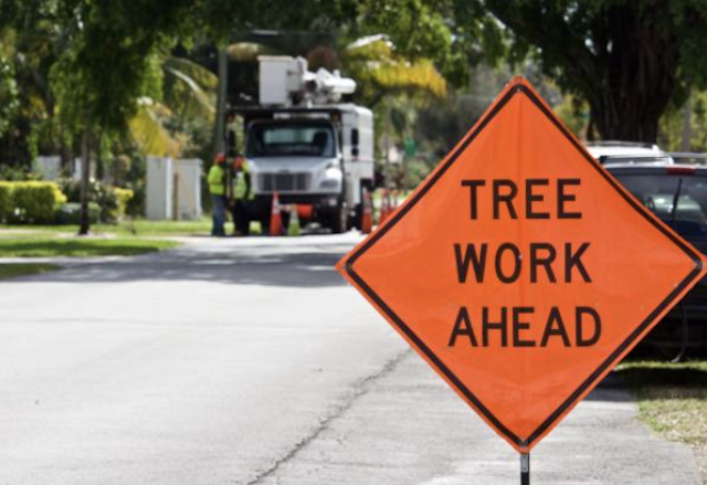 tree removal onondaga ny