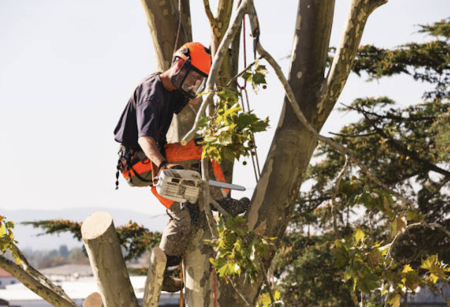 tree removal onondaga